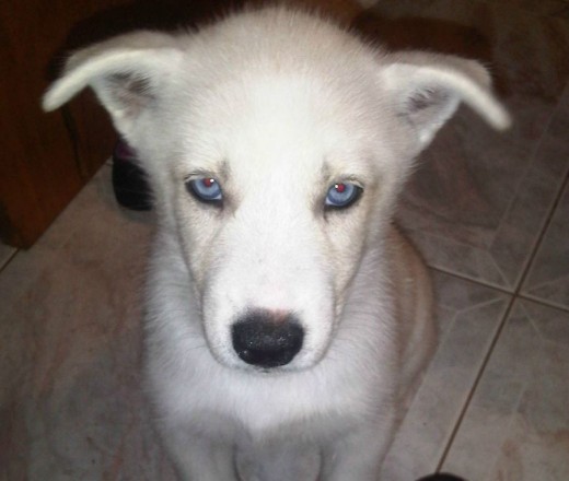 Esta soy yo cuando tenía 2 meses de edad ahorita tengo 6 meses pronto subiré nuevas fotos!